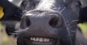 Humorous Smiling Cow