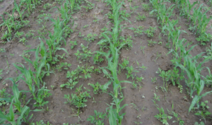 weeds-corn-rows-syngenta