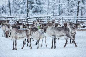 reindeer-farm-finland