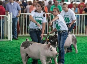show-pig-livestock-event-CREATISTA