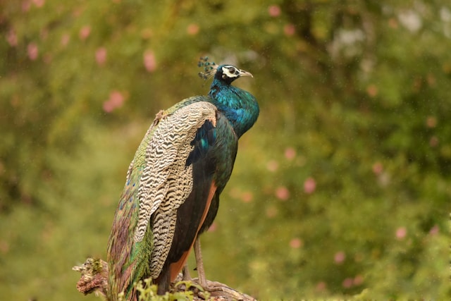 Bandipur National Park provides us with an unmatchable opportunities.