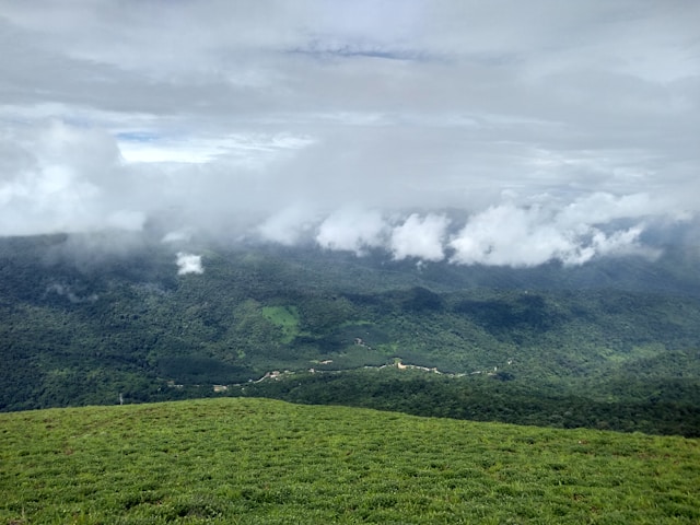 coorg is one of the top hills near bangalore to visit