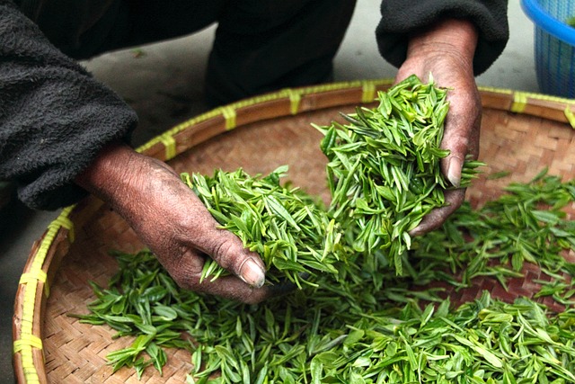 Learning the processes of tea planting by going on a tea tasting tour.