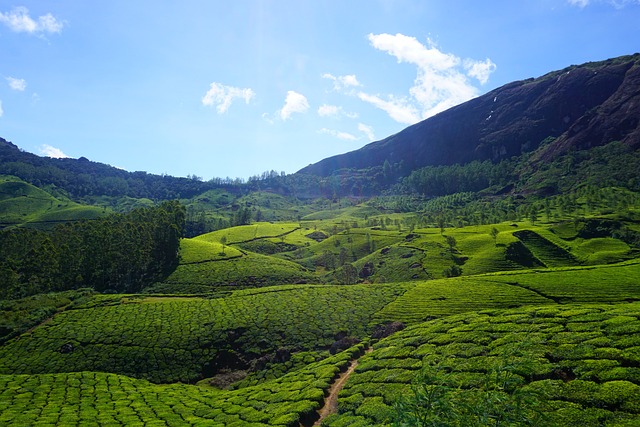 munnar weather is great throughout the year.